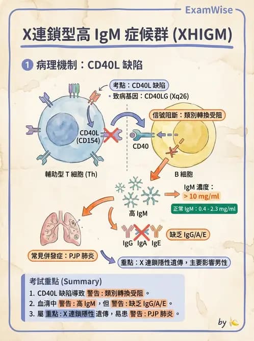 醫檢師 - 免疫缺陷 - AI 圖文解析預覽