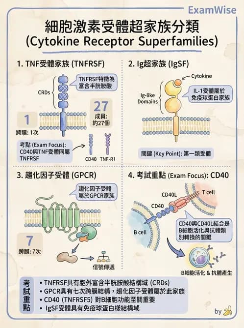 醫檢師 - 細胞激素與抗原呈獻 - AI 圖文解析預覽