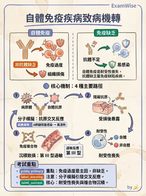 醫檢師 - 其他自體免疫疾病與自體抗體檢驗 - AI 圖文解析預覽