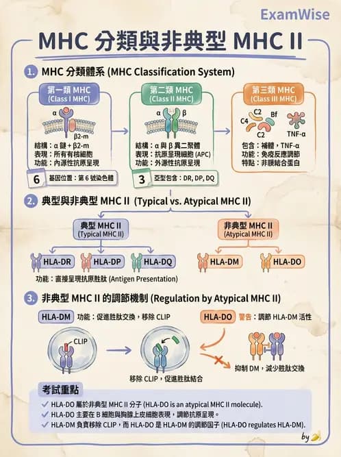 醫檢師 - 組織型與移植免疫學 - AI 圖文解析預覽