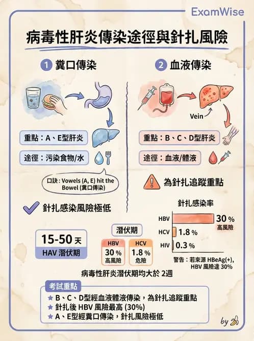 醫檢師 - B型肝炎病毒 - AI 圖文解析預覽