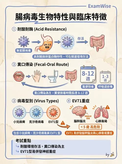 醫檢師 - 小RNA病毒科與腸道病毒 - AI 圖文解析預覽