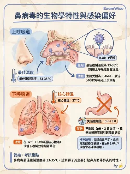 醫檢師 - 小RNA病毒科與腸道病毒 - AI 圖文解析預覽