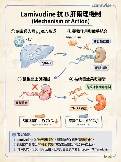 醫檢師 - B型肝炎病毒 - AI 圖文解析預覽