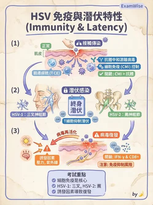 醫檢師 - 疱疹病毒科 - AI 圖文解析預覽