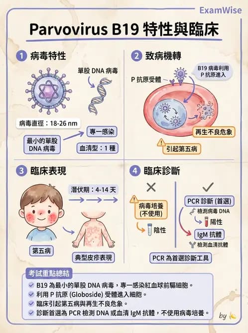 醫檢師 - 細小病毒與多瘤病毒 - AI 圖文解析預覽
