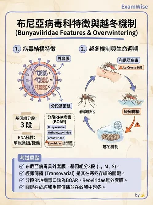 醫檢師 - 其他RNA病毒 - AI 圖文解析預覽