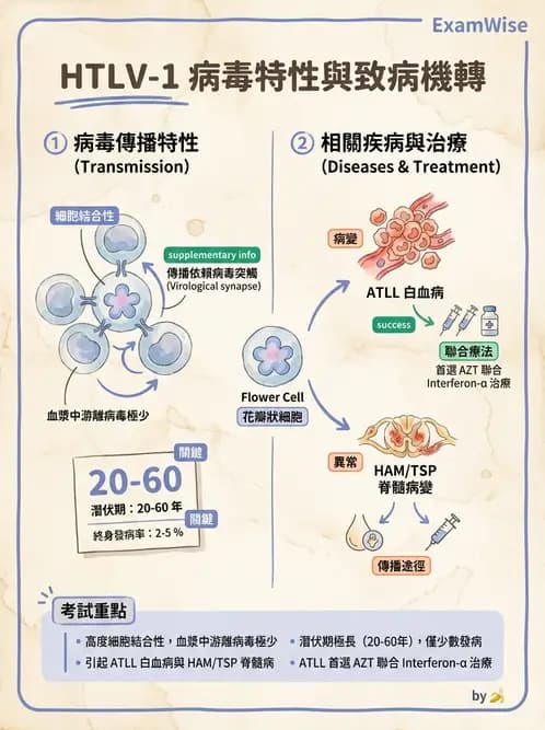 醫檢師 - 反轉錄病毒(HIV/HTLV) - AI 圖文解析預覽