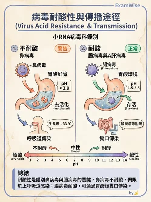 醫檢師 - 小RNA病毒科與腸道病毒 - AI 圖文解析預覽