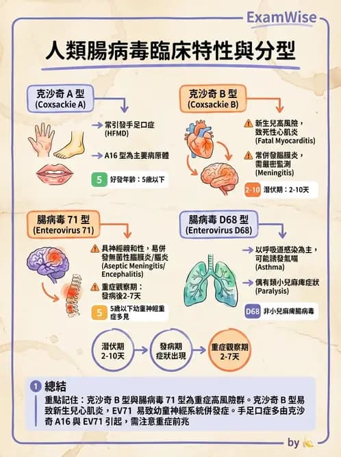 醫檢師 - 小RNA病毒科與腸道病毒 - AI 圖文解析預覽