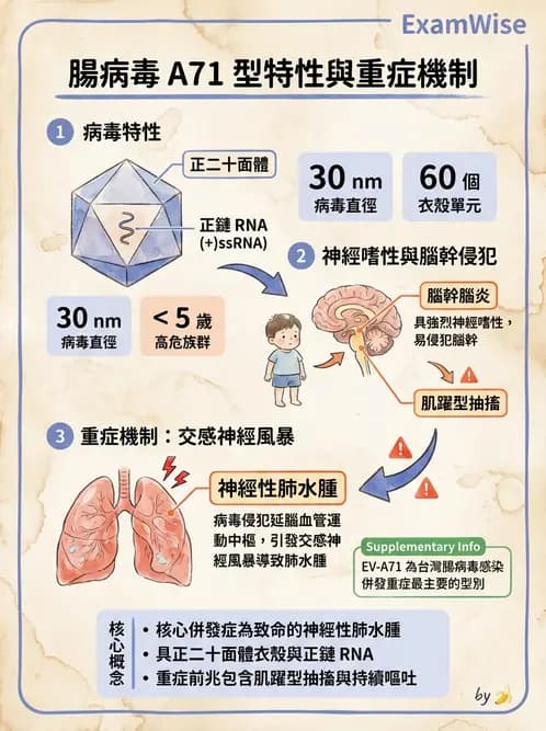 醫檢師 - 小RNA病毒科與腸道病毒 - AI 圖文解析預覽