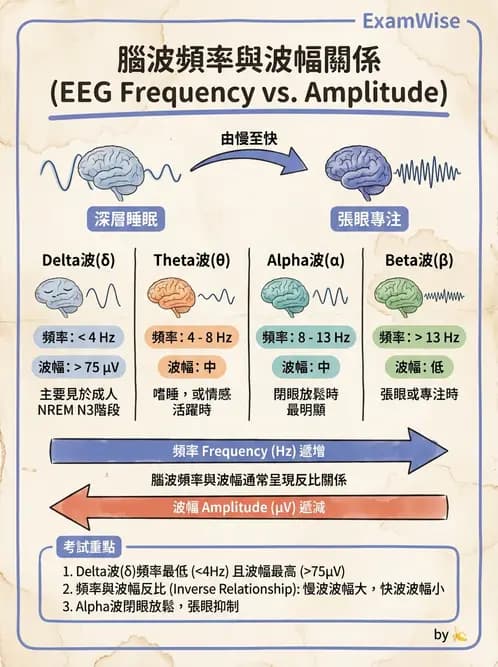 醫檢師 - 腦電圖檢查 - AI 圖文解析預覽
