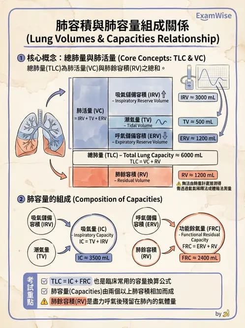 醫檢師 - 肺功能基礎與指標 - AI 圖文解析預覽