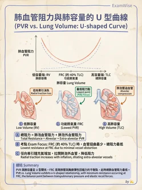 醫檢師 - 肺功能基礎與指標 - AI 圖文解析預覽
