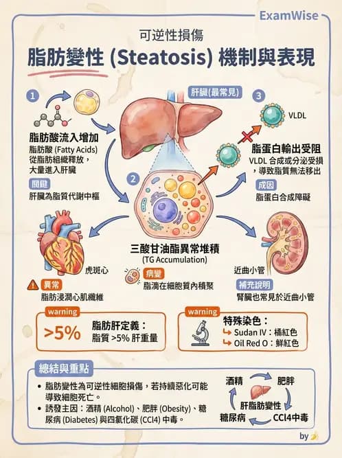 醫檢師 - 細胞傷害、發炎與修復 - AI 圖文解析預覽