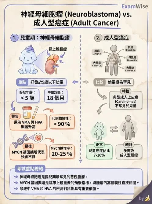 醫檢師 - 腫瘤概論 - AI 圖文解析預覽