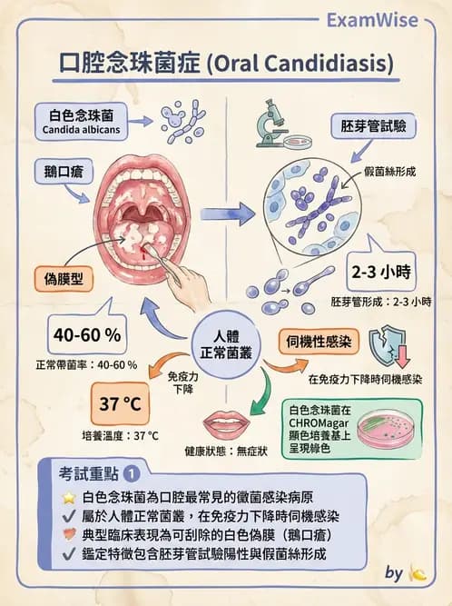 醫檢師 - 感染 - AI 圖文解析預覽