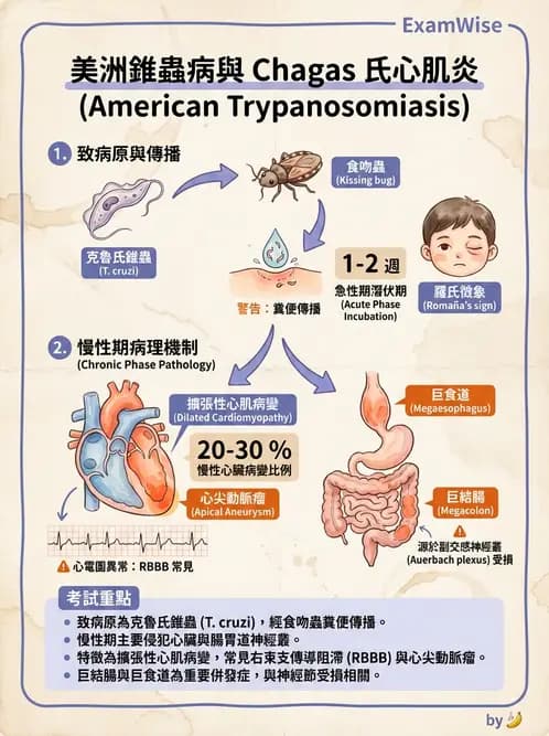 醫檢師 - 心血管疾病 - AI 圖文解析預覽