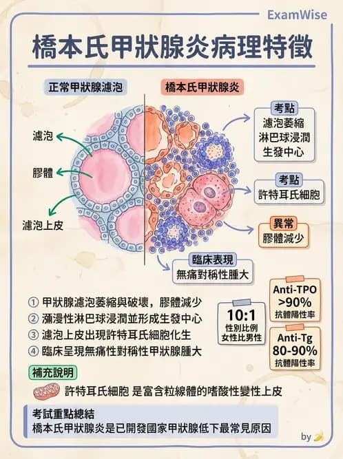 醫檢師 - 內分泌疾病 - AI 圖文解析預覽