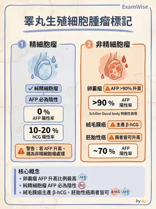 醫檢師 - 腎臟泌尿及男性生殖疾病 - AI 圖文解析預覽
