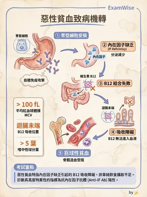 醫檢師 - 貧血診斷與營養缺乏性貧血 - AI 圖文解析預覽