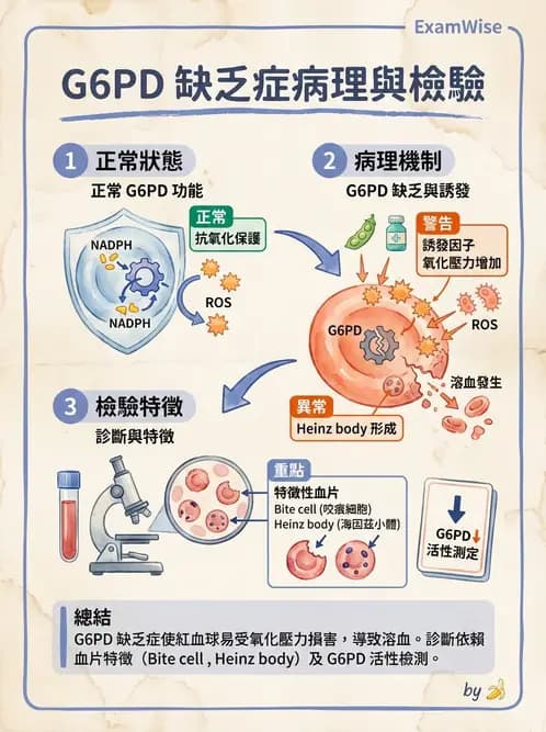 醫檢師 - 溶血性貧血與血色素病變 - AI 圖文解析預覽