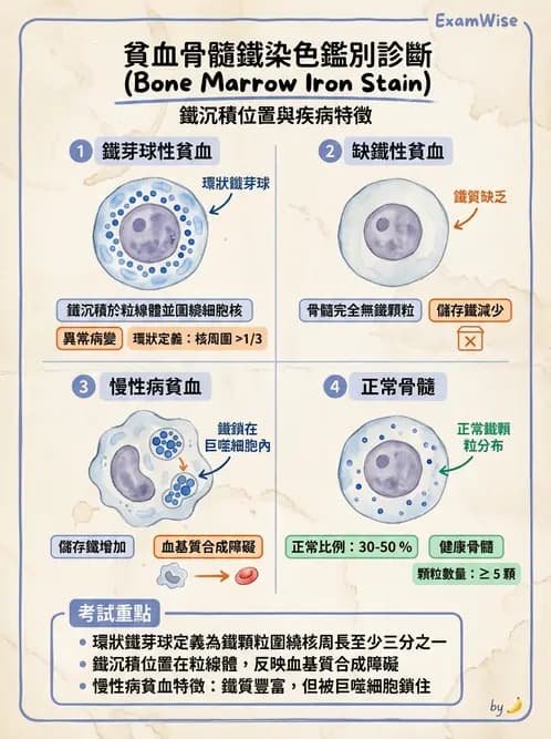 醫檢師 - 貧血診斷與營養缺乏性貧血 - AI 圖文解析預覽