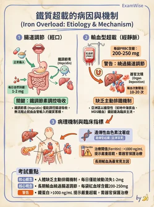 醫檢師 - 貧血診斷與營養缺乏性貧血 - AI 圖文解析預覽