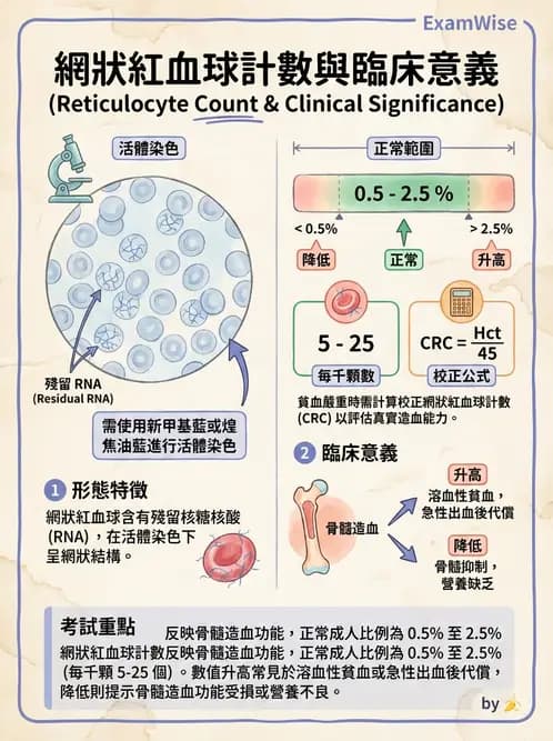 醫檢師 - 紅血球生理與形態 - AI 圖文解析預覽