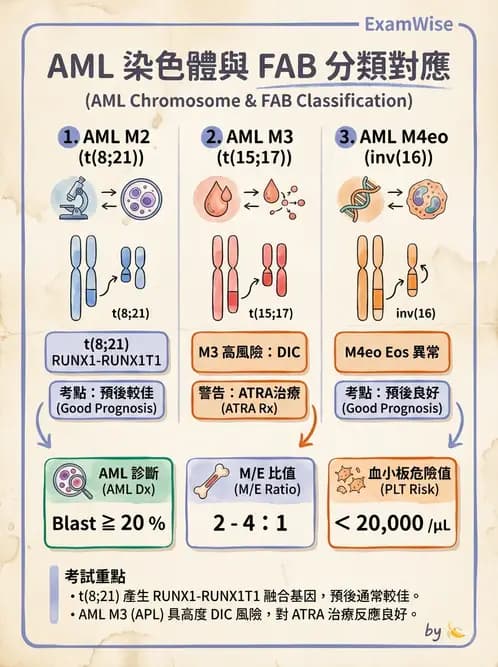 醫檢師 - 急性白血病 - AI 圖文解析預覽