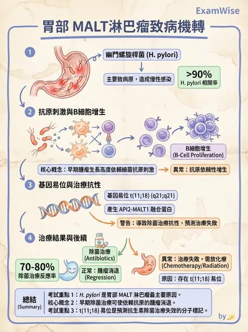 醫檢師 - 淋巴瘤、漿細胞疾病與白血球異常 - AI 圖文解析預覽