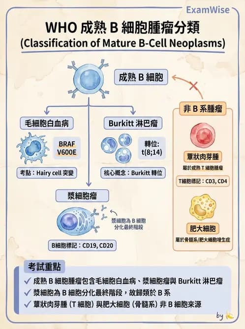 醫檢師 - 淋巴瘤、漿細胞疾病與白血球異常 - AI 圖文解析預覽