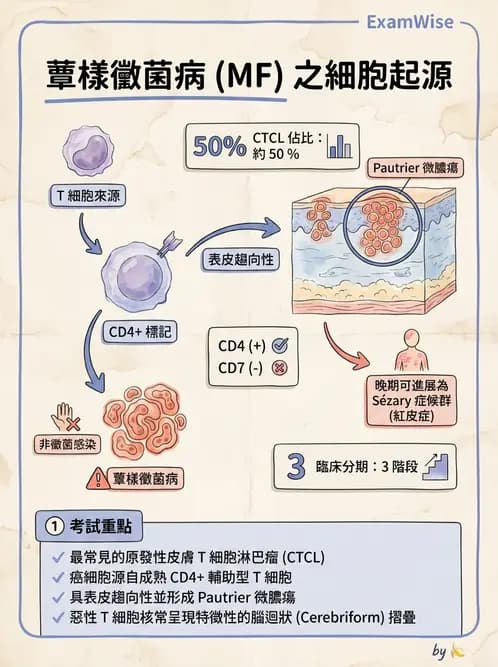 醫檢師 - 淋巴瘤、漿細胞疾病與白血球異常 - AI 圖文解析預覽