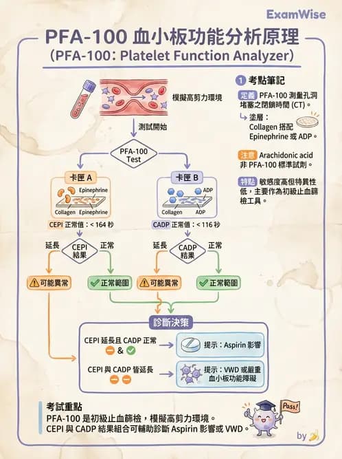 醫檢師 - 血小板與止血生理 - AI 圖文解析預覽