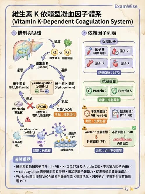 醫檢師 - 凝血因子與凝血檢驗 - AI 圖文解析預覽