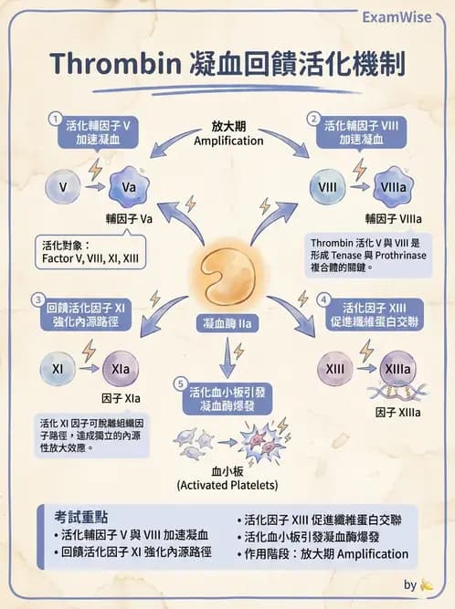 醫檢師 - 凝血因子與凝血檢驗 - AI 圖文解析預覽