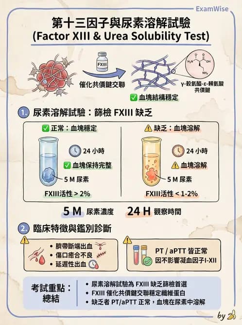 醫檢師 - 凝血因子與凝血檢驗 - AI 圖文解析預覽