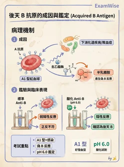 醫檢師 - 紅血球抗原與血型系統 - AI 圖文解析預覽