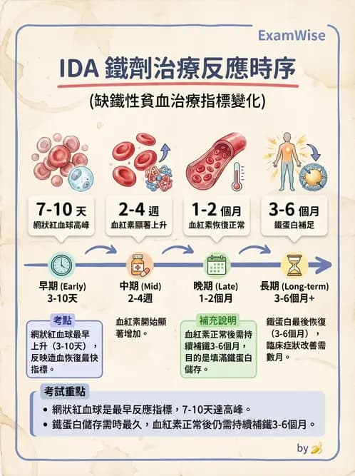 醫檢師 - 貧血診斷與營養缺乏性貧血 - AI 圖文解析預覽
