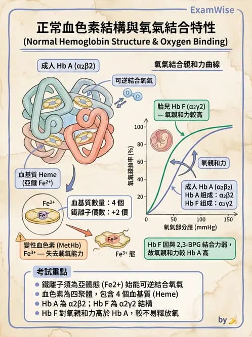 醫檢師 - 紅血球生理與形態 - AI 圖文解析預覽