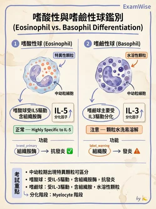 醫檢師 - 白血球生理與形態 - AI 圖文解析預覽