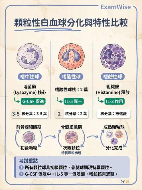 醫檢師 - 白血球生理與形態 - AI 圖文解析預覽