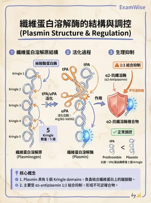 醫檢師 - 凝血因子與凝血檢驗 - AI 圖文解析預覽