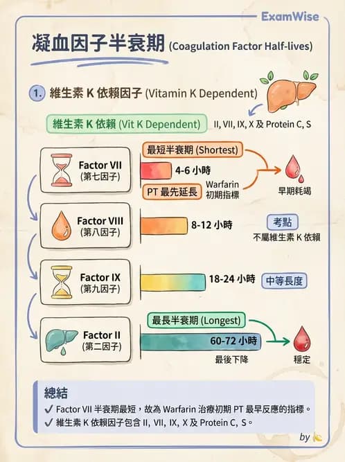 醫檢師 - 凝血因子與凝血檢驗 - AI 圖文解析預覽