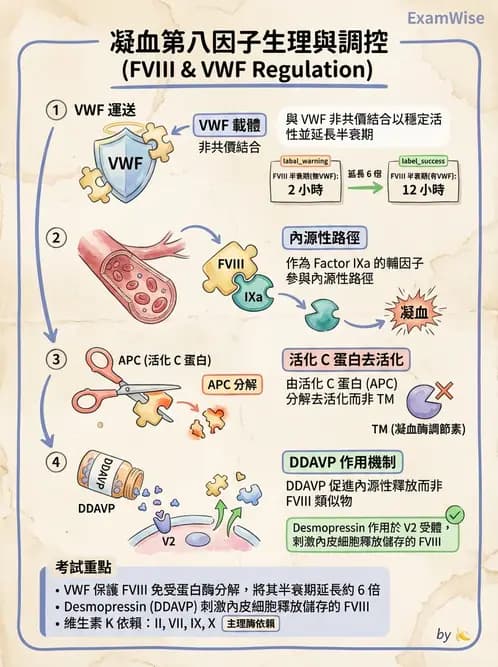 醫檢師 - 凝血因子與凝血檢驗 - AI 圖文解析預覽
