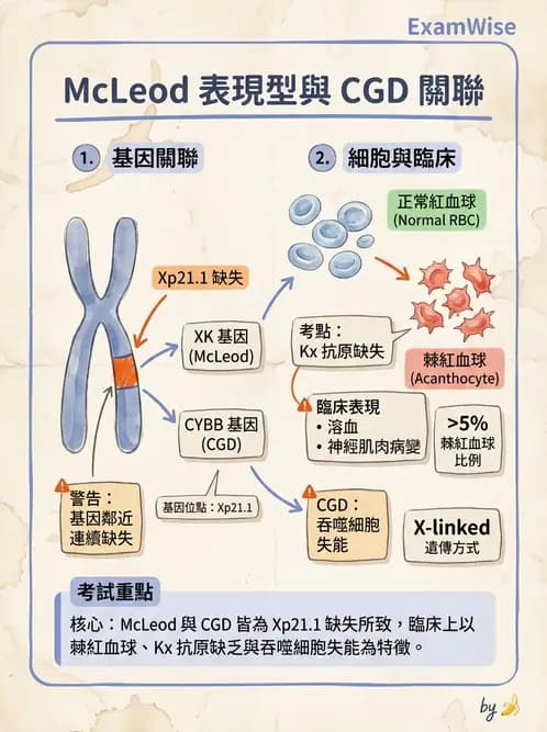 醫檢師 - 紅血球抗原與血型系統 - AI 圖文解析預覽