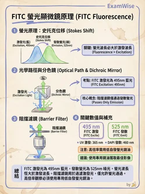 醫檢師 - 顯微鏡原理與操作 - AI 圖文解析預覽