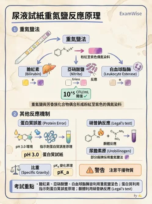 醫檢師 - 尿液化學檢驗 - AI 圖文解析預覽