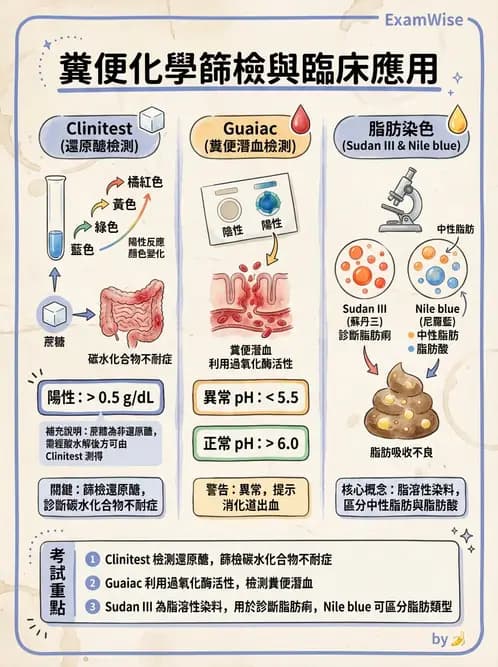 醫檢師 - 糞便常規檢查 - AI 圖文解析預覽