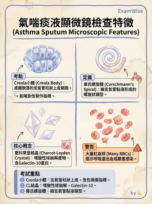醫檢師 - 痰液一般鏡檢 - AI 圖文解析預覽